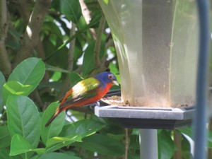 Male-painted-bunting