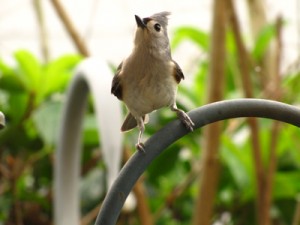 Tufted-Titmouse